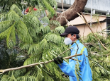 Dịch Vụ Chăm Sóc Cây Xanh Tại Bình Dương