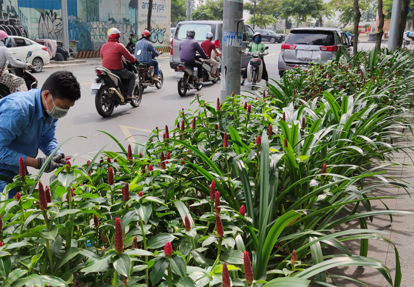 Chăm sóc Bảo Dưỡng Cây Xanh Trong và Ngoài Nhà xưởng
